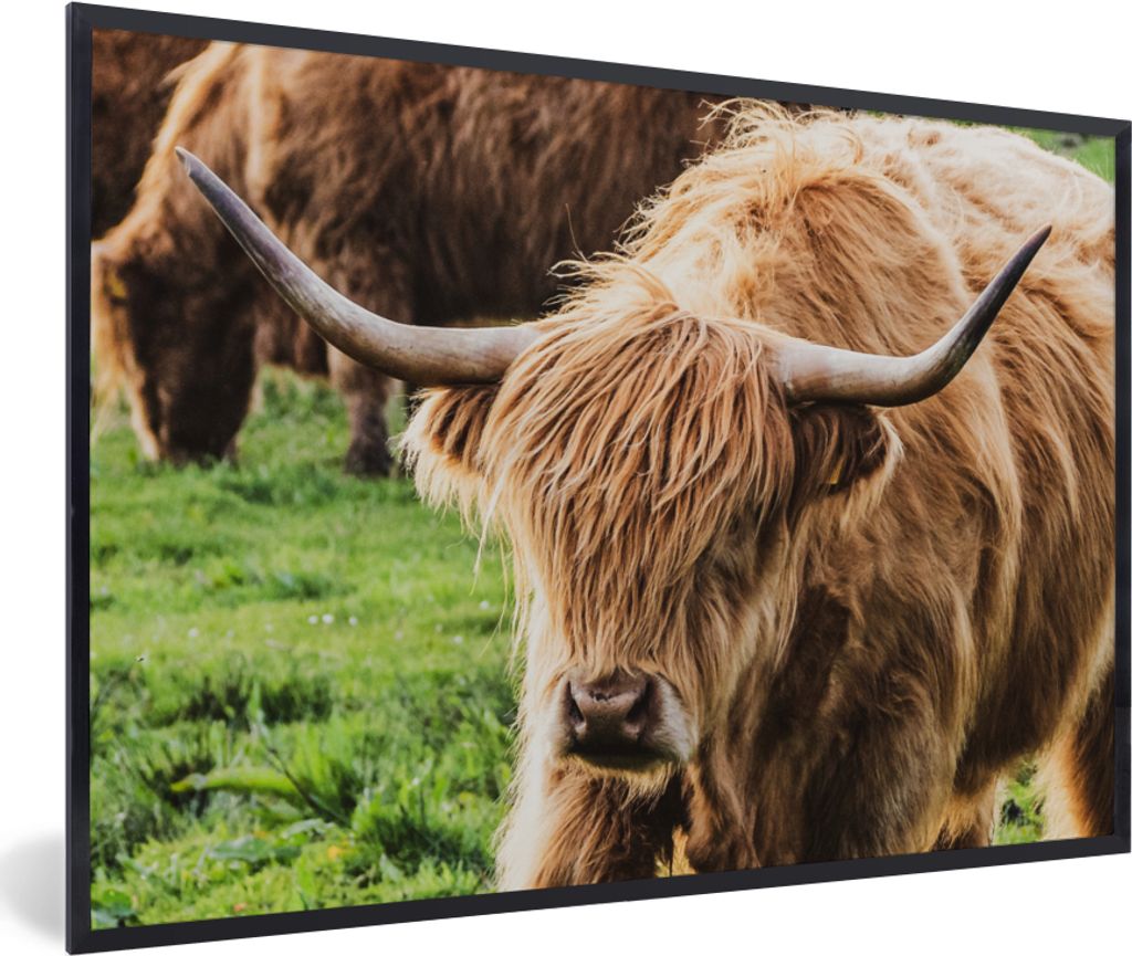 MuchoWow Gerahmtes Poster Schottische Highlander - Tiere - Gras 30x20 cm - Poster mit Schwarzem Bilderrahmen Wandposter Rahmen Foto Bilder - Kuns...