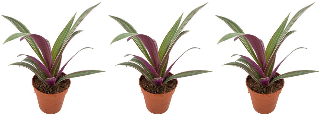 Tradescantia spathacea Sitara 3er Set Zimmerpflanze Produktbild 