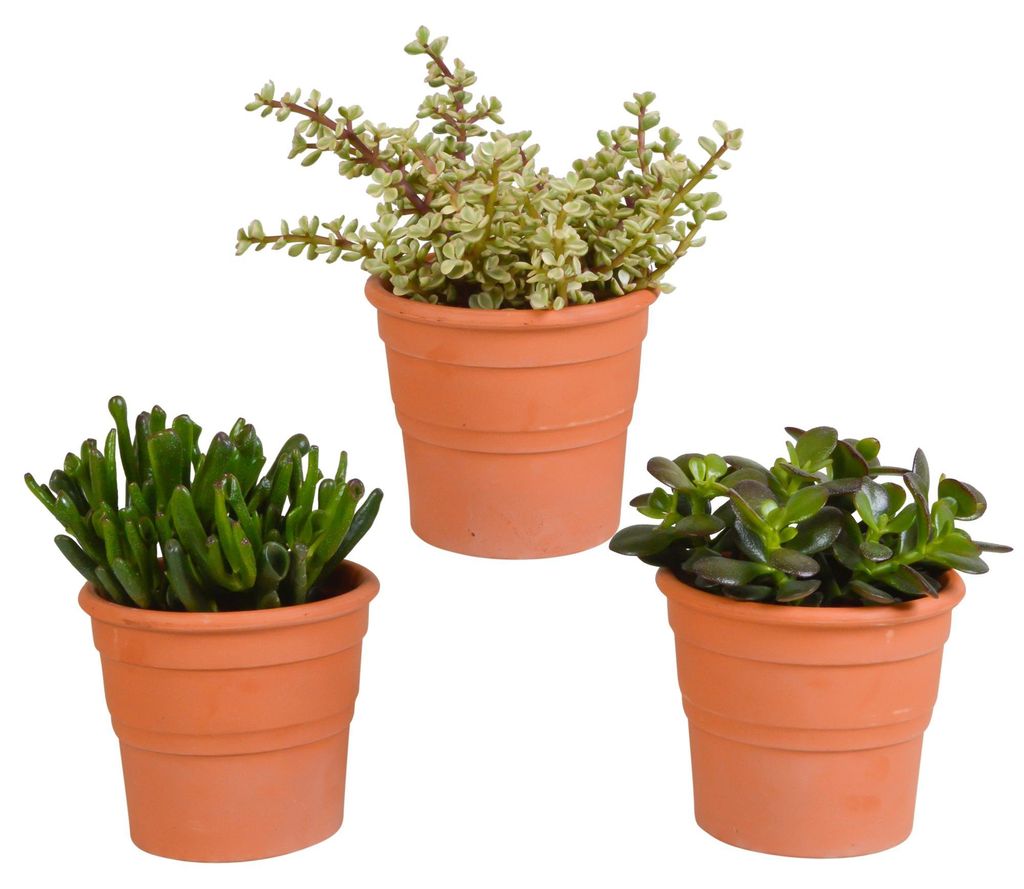 Löffelbaum-Mischung 10,5 cm - 3x - in terracotta Töpfen