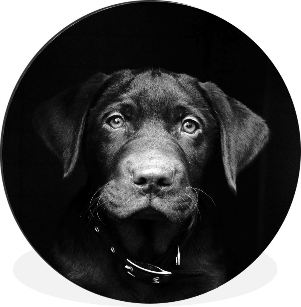 MuchoWow Aluminium Wandkreis Tierprofil Hund in schwarz und weiß Ø 30 cm Wanddeko Modern Wohnzimmer - Wand Bild - Wohnzimmer - Runde Bilder - A...