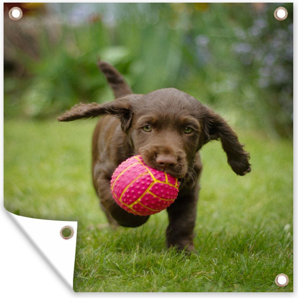 MuchoWow 30x40 cm Outdoor-Poster Gartendeko Sichtschutz Garten Poster für den Garten Ein braunes Hündchen mit einem rosa Ball