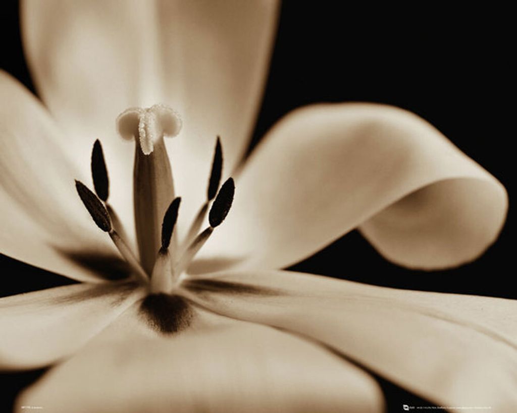 Blumen - Mini-Poster - Flowers Tulip