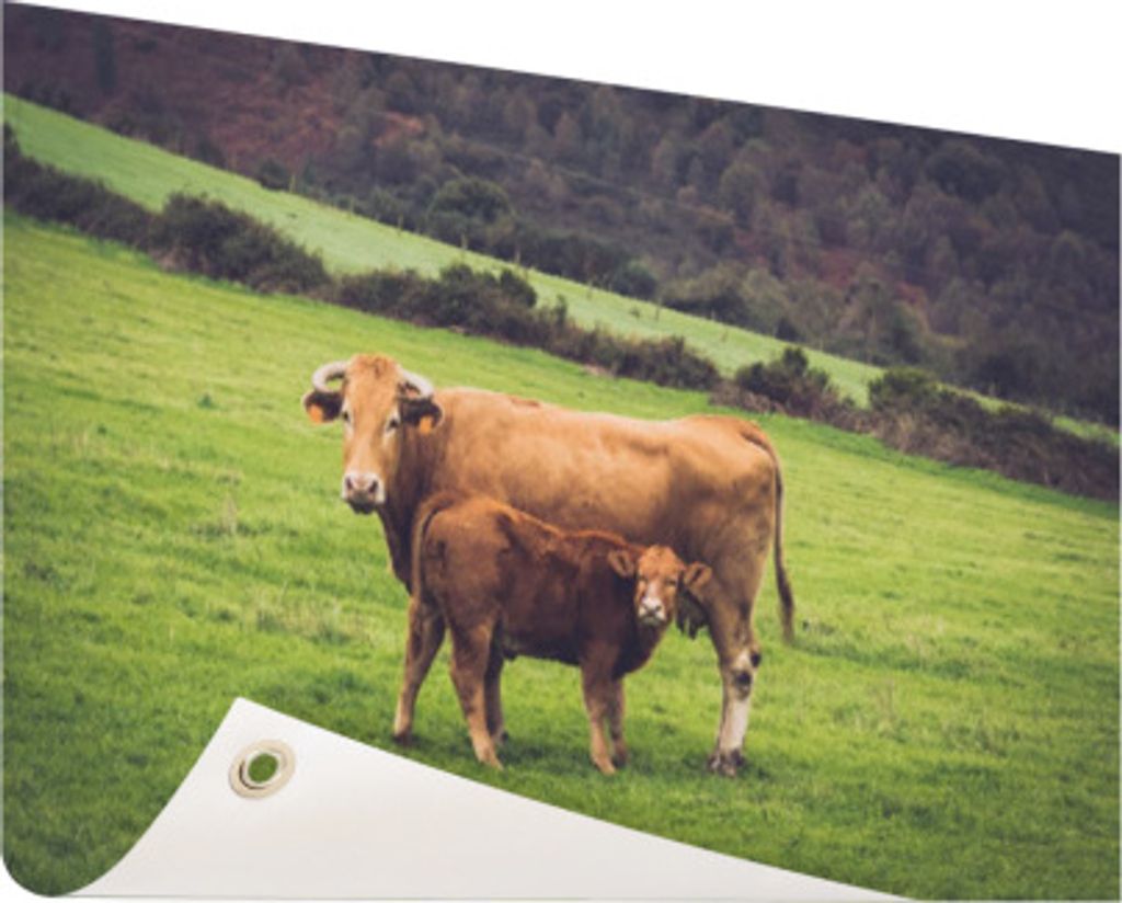 Gartenposter - 120x80 cm - Kuh und Kalb auf einer Wiese - Modernes Wandbilder - NutzTierposter