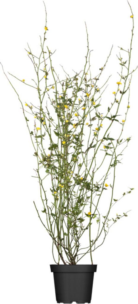 Kerria japonica 'Pleniflora', Ranunkelstrauch, gelb, 60–100 cm