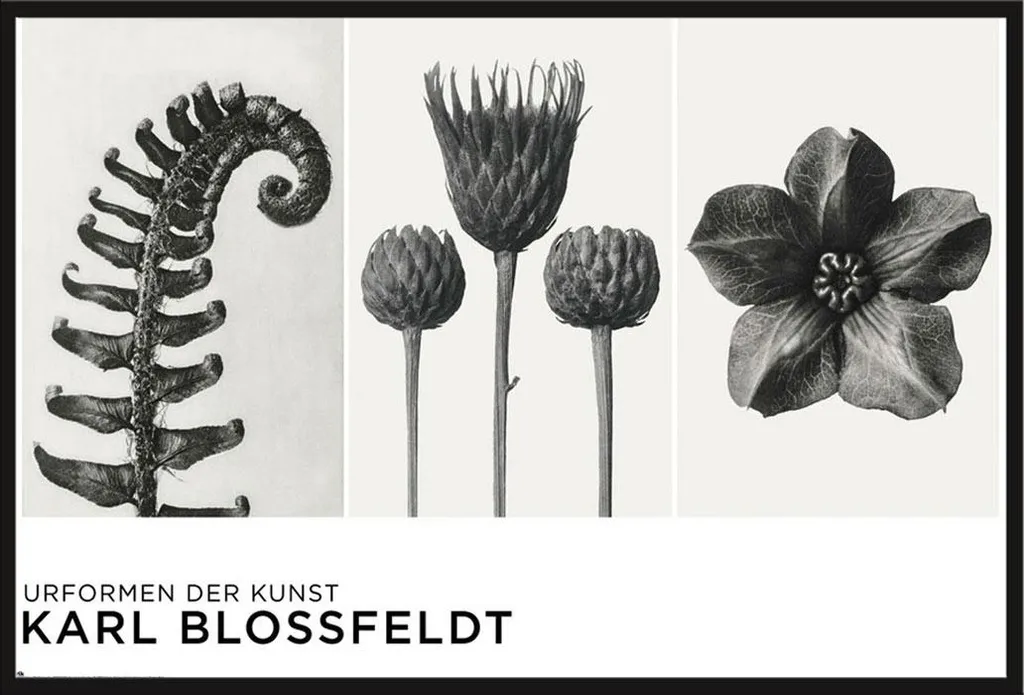 Affiche Karl Blossfeldt Urformen der Kunst et Cadre Clip Noir Shinsuke