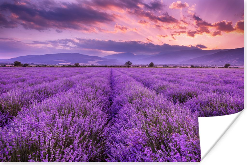 MuchoWow Poster Lavendel - Lila - Blumen - Feld 120x80 cm - Bilder