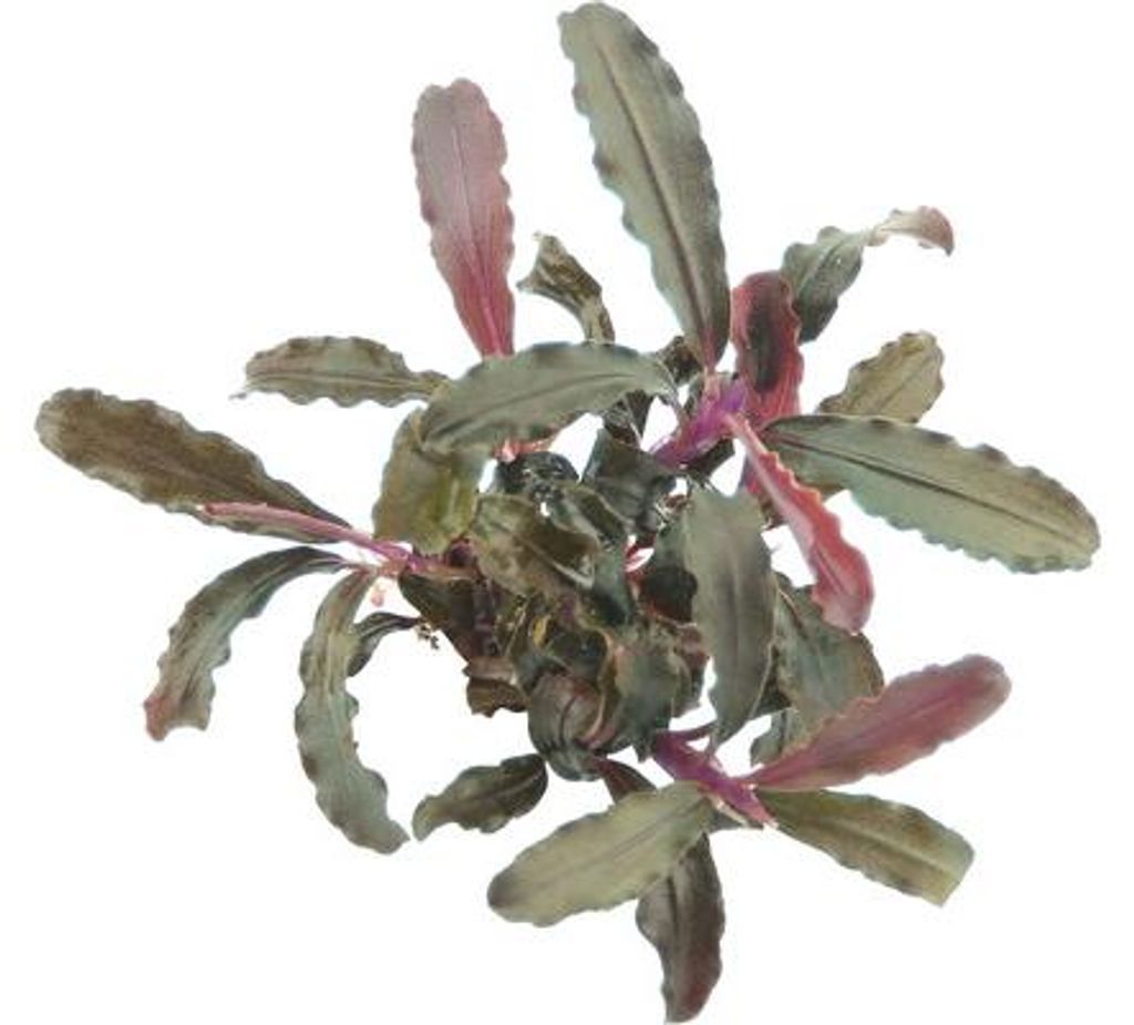Vodní rostlina Bucephalandra Red Scorpio Obrázek produktu 