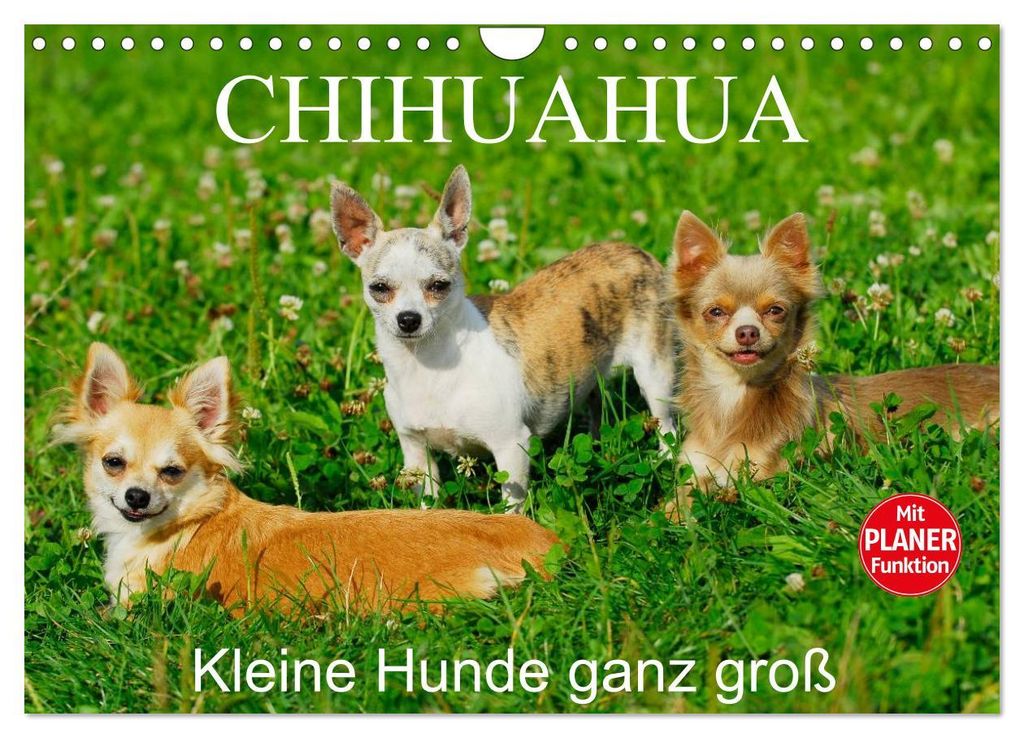 Chihuahua - Kleine Hunde ganz groß (Wandkalender 2027 DIN A4 quer), CALVENDO Monatskalender