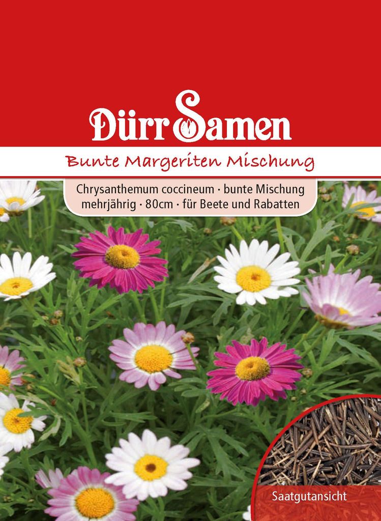 Margerite bunte Mischung | Margeritensamen von Dürr Samen Produktbild 