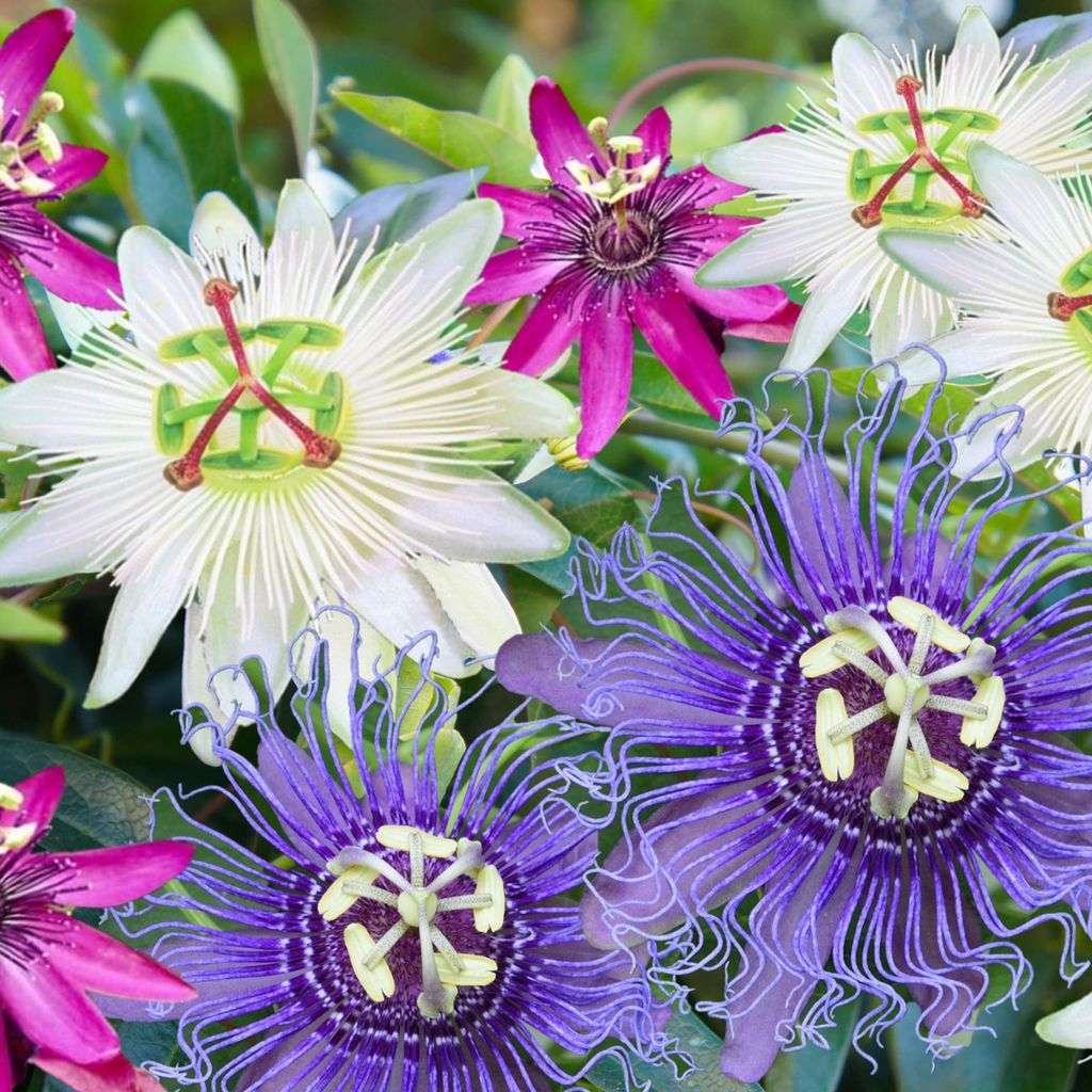 Passionsblume - 3 Stk - Passiflora hybridum - Höhe 25-40cm Produktbild 5