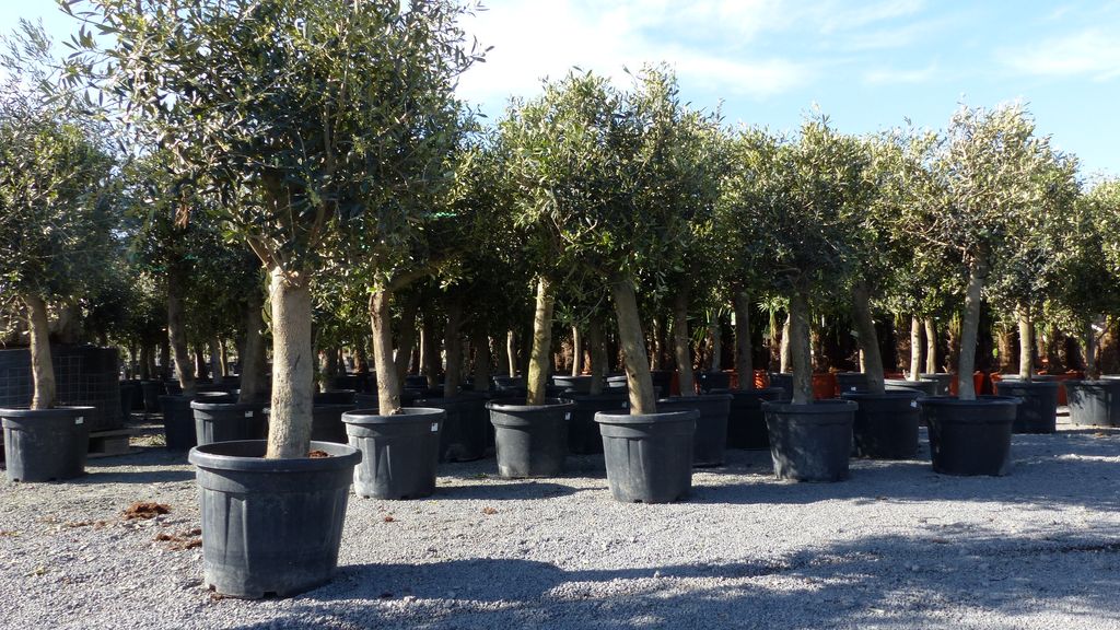 Stamm, kräftige Bäume, Olea europea ca. 100cm hoch, im ca. 21cm Topf Tragen dieses Jahr Oliven Olivenbaum