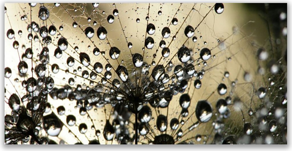 Acrylglasbilder 120x60 Wandbild Druck Pusteblume Pflanzen