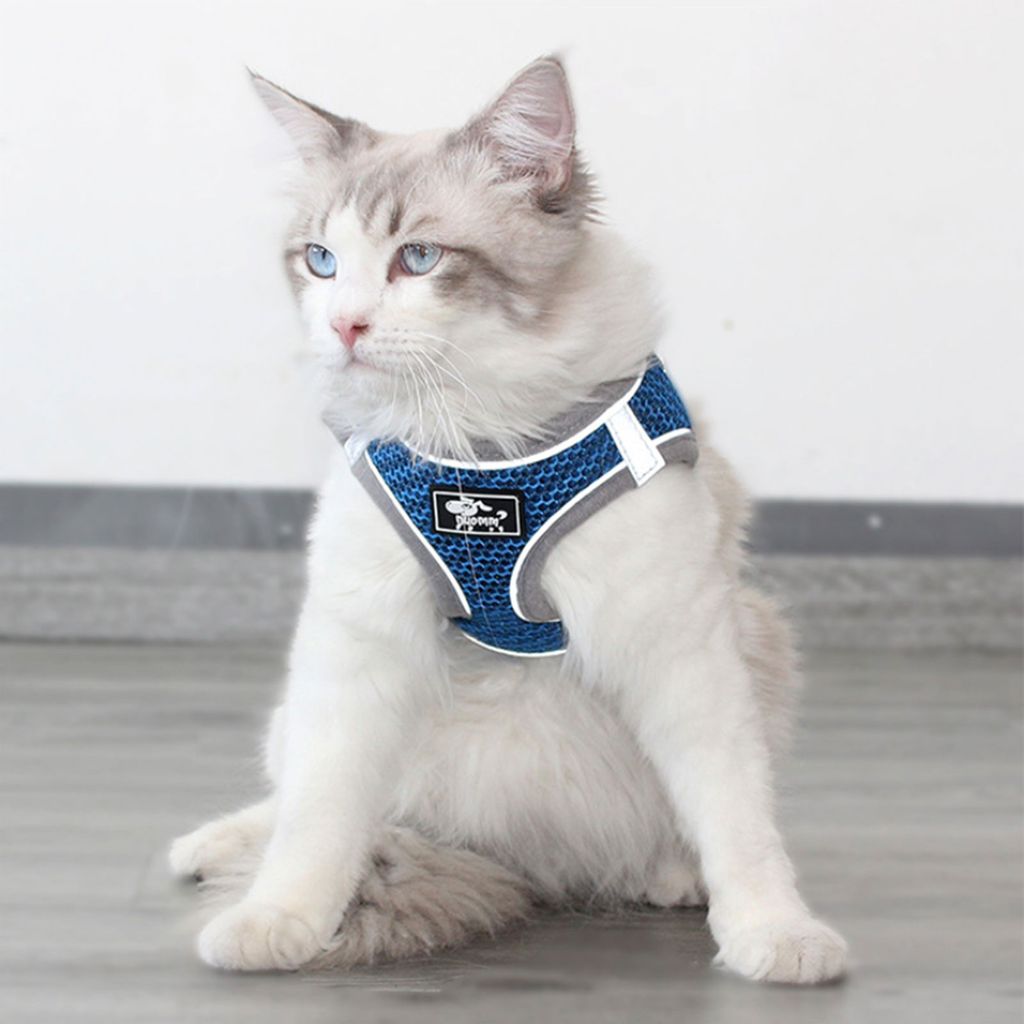 cat leash harness