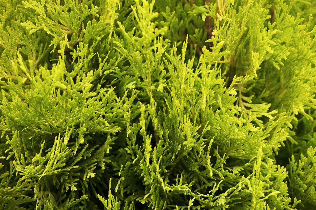 Thuja occidentalis 'Jantar', Lebensbaum, gelbgrün, 50–60 cm