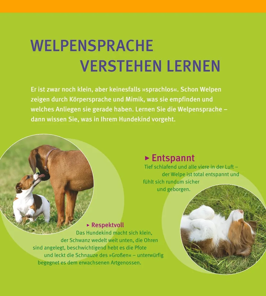 Guide Éducation Chiot : Méthode Complète Welpen-Erziehung pour Débutant