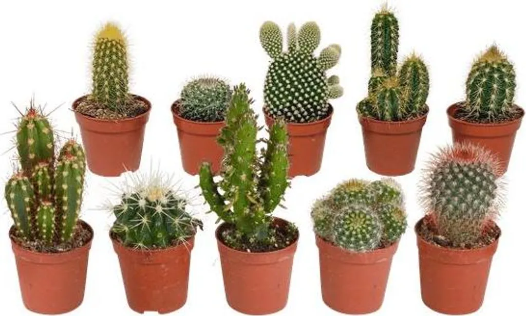 Cactus d'intérieur increvables : Lot de 10 plantes pour main peu verte
