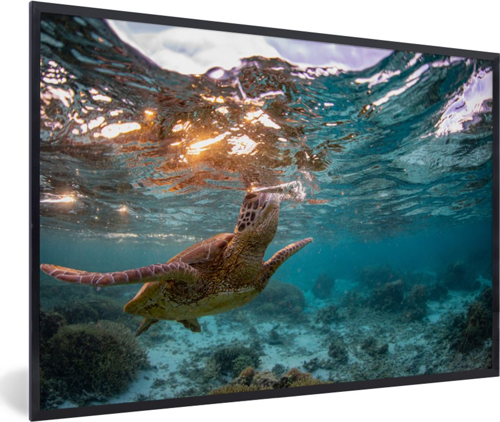 MuchoWow MuchoWow Gerahmtes Poster Meer - Schildkröte - Farben 90x60 cm - Poster mit zchwarzem Bilderrahmen - Fotorahmen - Foto-Plakat