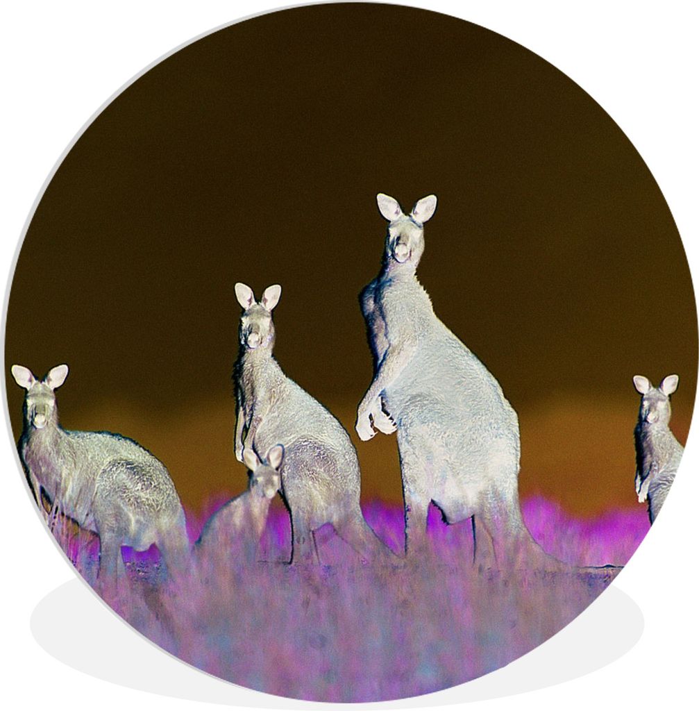 MuchoWow Rundes Wandbild - Runde Bilder Känguru - Tiere - Gras Ø 90 cm Kreis Wanddekoration Kunststoff - Wandkreis - Wandschmuck - Wand-Kreis -...