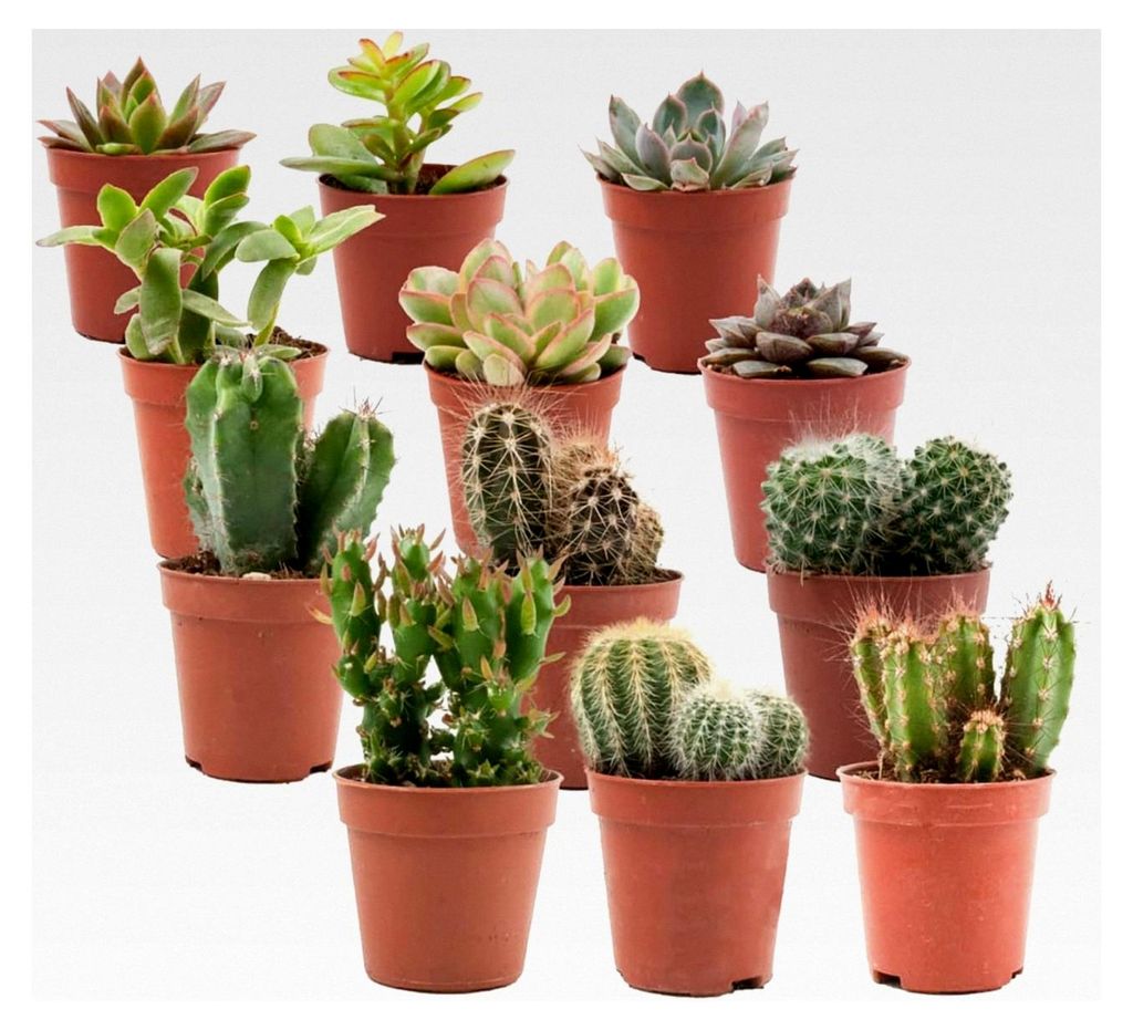 Mix aus Mini-Kakteen und Sukkulenten im 5,5 cm Pflanztopf - 12 Stück - Höhe: 5-10 cm