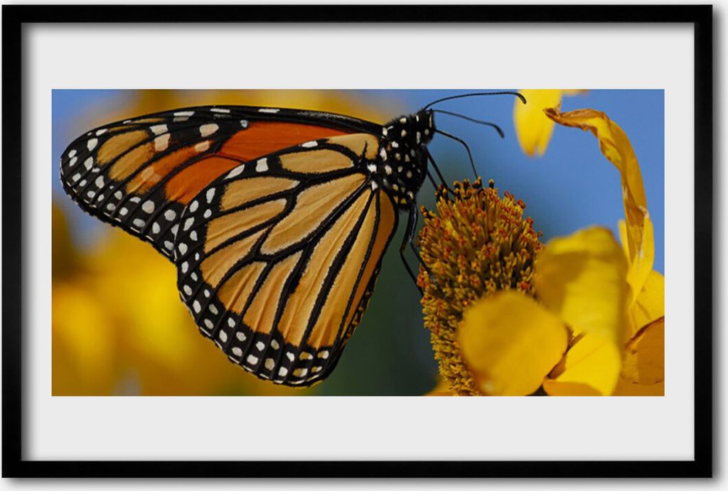 Bild 60x40 MDF-Rahmen Wandkunst Schmetterlings-Blumen-Natur