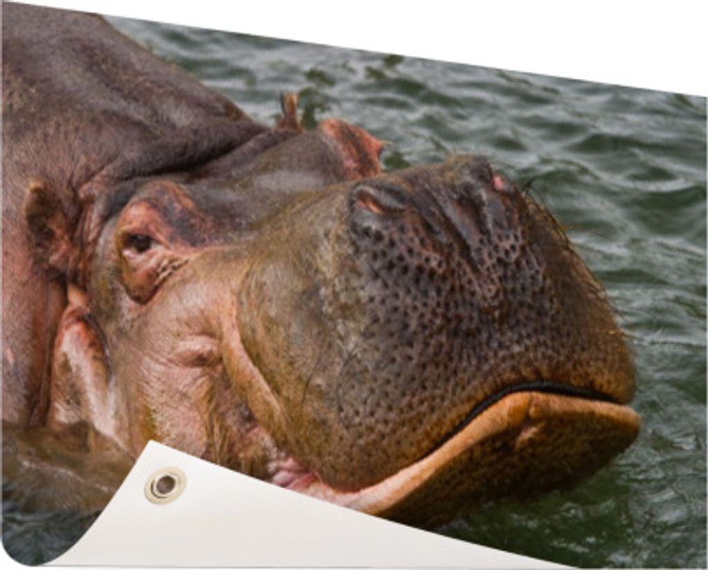 Gartenposter - 120x80 cm - Schwimmendes Nilpferd - Modernes Wandbilder - Wilde Tierposter