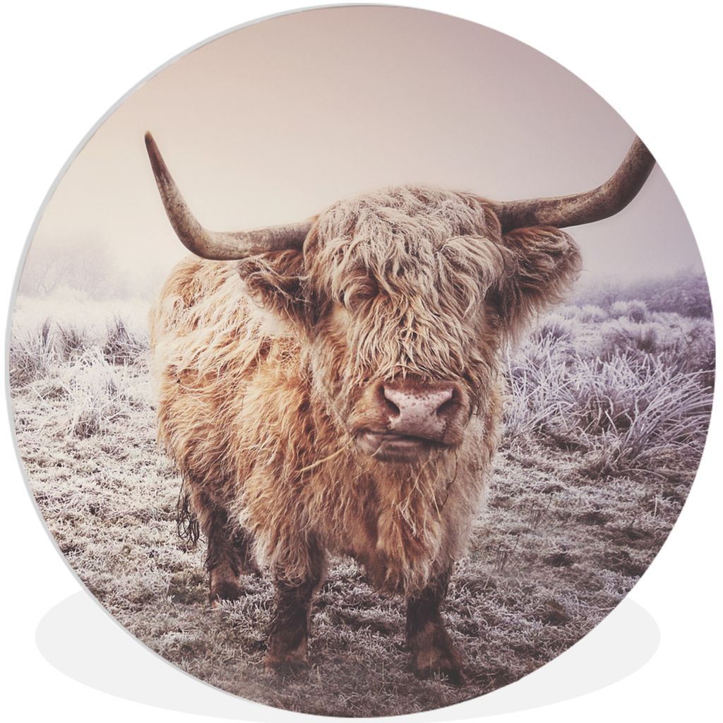 MuchoWow Rundes Wandbild - Runde Bilder Schottische Highlander - Schnee - Sonne Ø 90 cm Kreis Wanddekoration Kunststoff - Wandkreis - Wandschmuc...