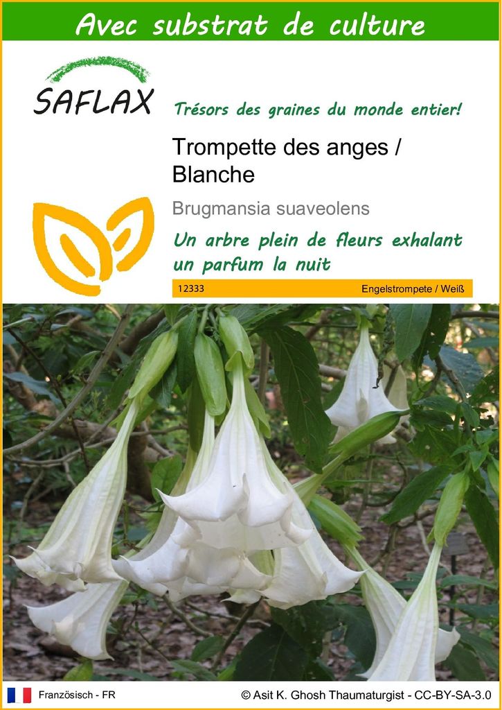 SAFLAX  - Trompette des anges / Blanche - 10 graines - Avec Image du produit 