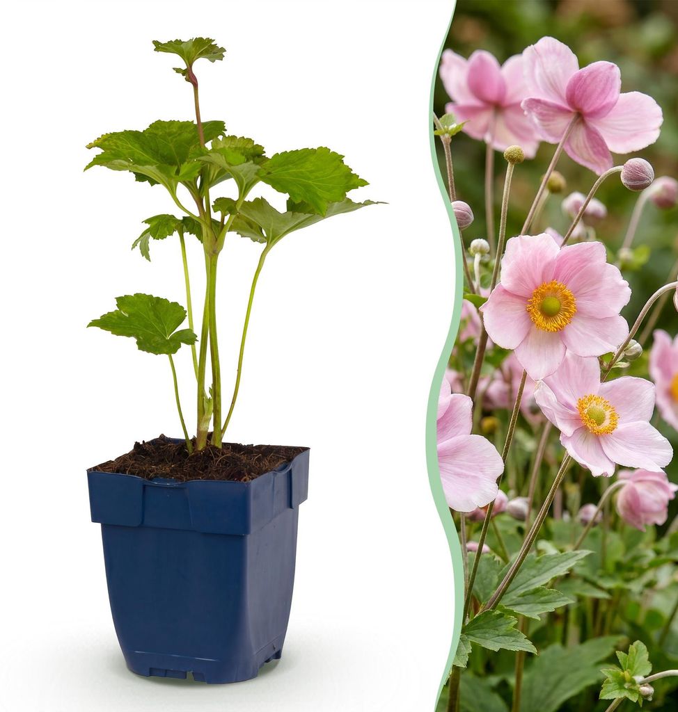 Green boutiQ - Plante vivace - Anémone hybride « Königin Image du produit 