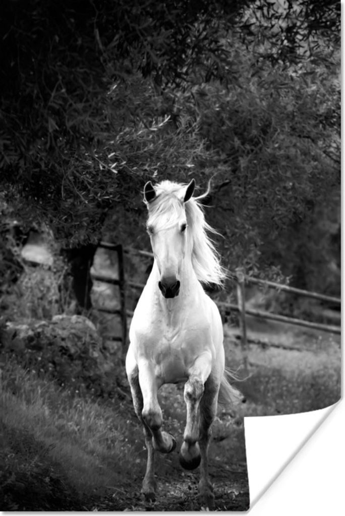 MuchoWow Poster Pferd - Natur - Schlamm 80x120 cm - Papierdruck