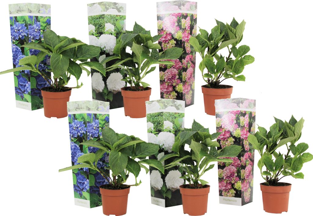 A collection of potted hydrangea plants with decorative packaging.