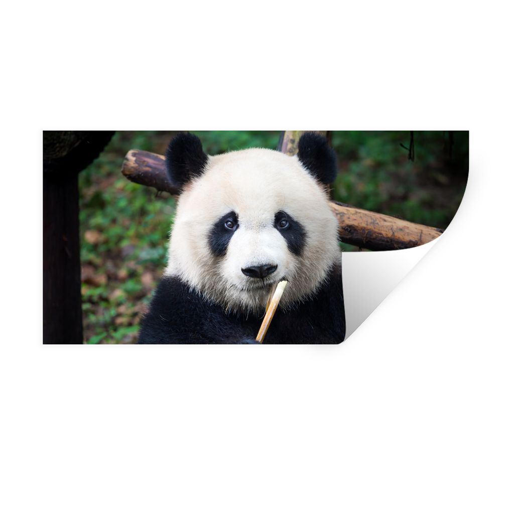 MuchoWow Wandtattoo Wandsticker Wandaufkleber Panda - Bambus - Natur 160x80 cm Selbstklebend und Repositionierbar - Sticker - Dekorfolie