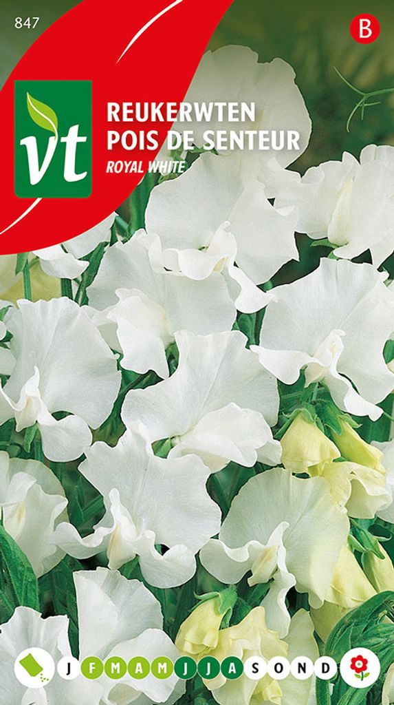 Dufterbsen Königlich Weiß Samen - Ca. 3 gr | VT_847