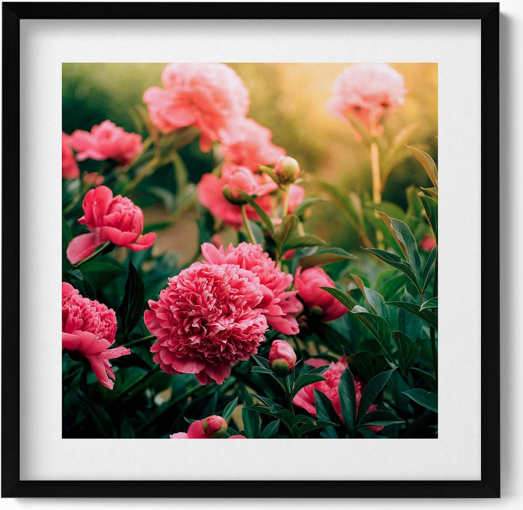 Rosa Blumen auf einer Wiese– Wandbild mit Rahmen – Gerahmtes Bild – Wanddekoration – 50x50 cm – Schwarz Rahmen