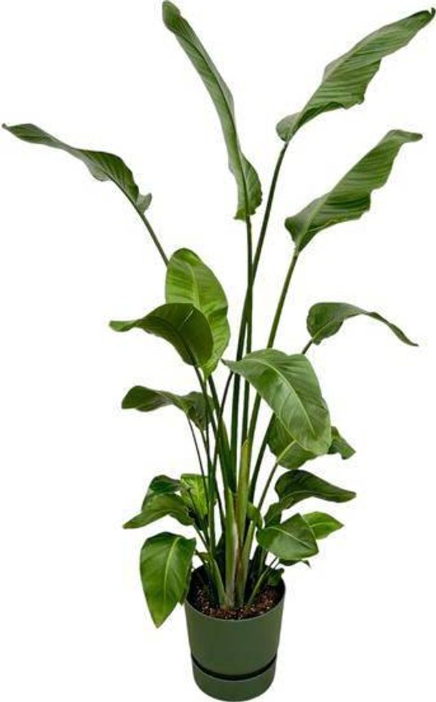 Strelitzia Nicolai 180cm ø30cm Baumstrelitzie Zimmerpflanze im Topf Paradiesvogel