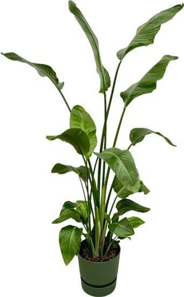 Strelitzia Nicolai 180 cm - Oiseau de Paradis Géant en Pot de Ø 30 cm