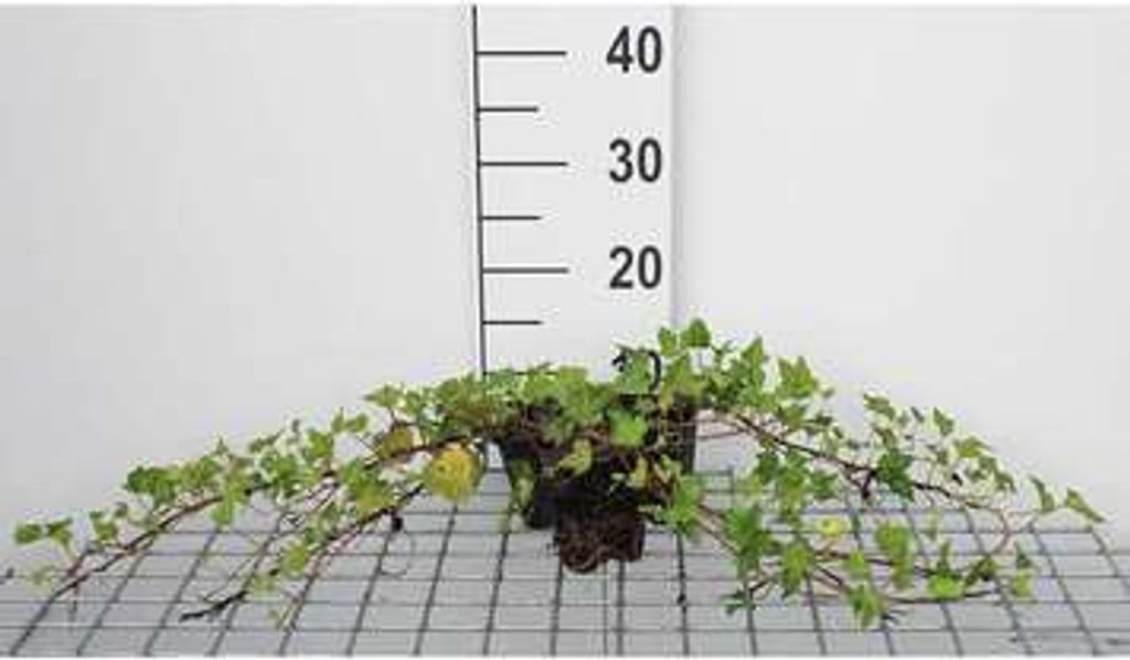 12 x Hedera helix 'Shamrock' - Efeu 'Shamrock - Topf 9 cm x 9 cm
