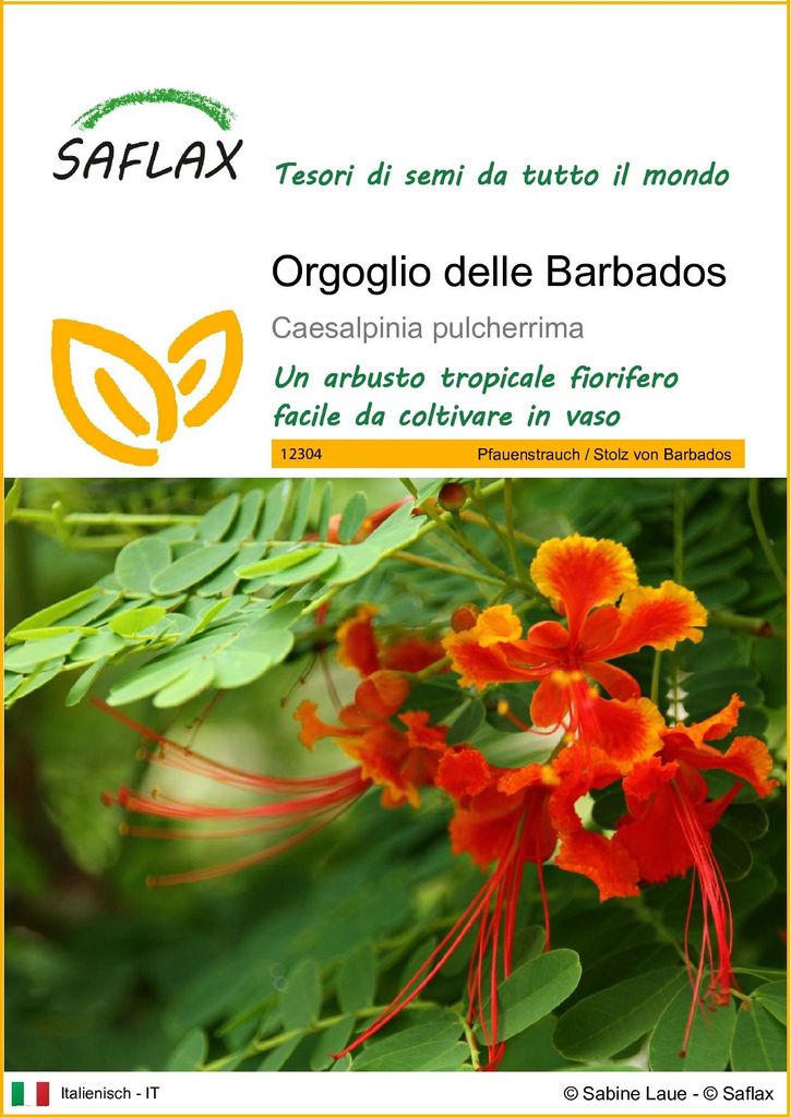 SAFLAX  - Orgoglio delle Barbados - 10 semi - Caesalpinia Immagine del prodotto 