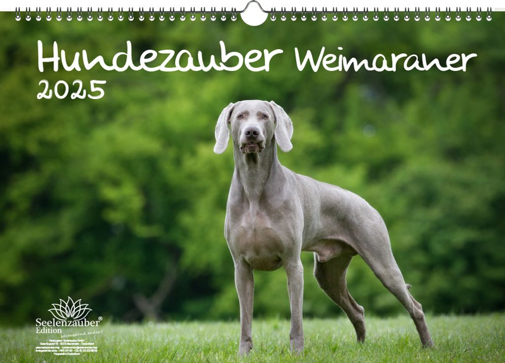 Hundezauber Weimaraner DIN A3 Kalender für 2025 Welpen und Hunde - Seelenzauber