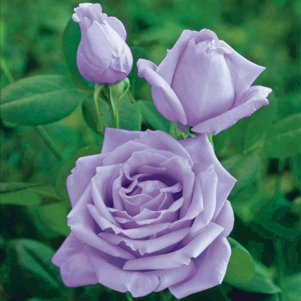 Bakker.com - Strauchrose Walztime, Das stück in nackte wurzel / 3+ äste