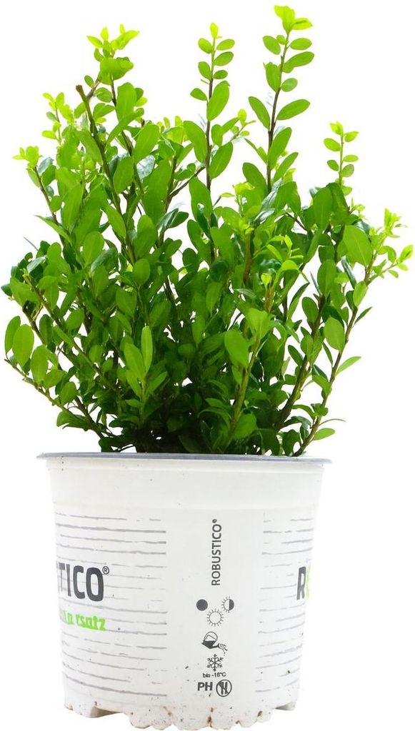 Ilex crenata 'Robustico', Japanische Stechpalme, immergrün, 20–25 cm