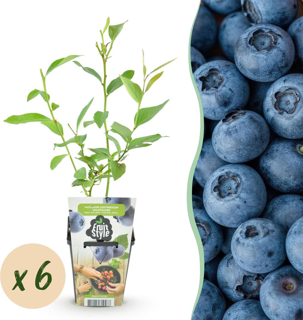 GreenboutiQ - Obstpflanzen - Blaubeere - Vaccinium corymbossum Goldtraube - Winterhart - 6 Pflanzen - Topf 9 cm - Blaubeere