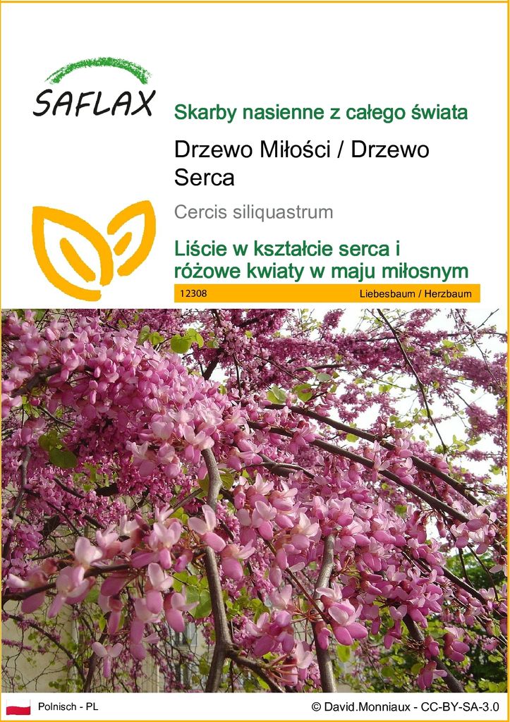 SAFLAX - Drzewo Miłości / Drzewo Serca - 60 Nasiona - Zdjęcie produktu 