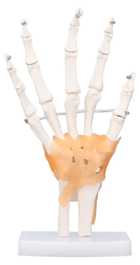 Main en PVC avec articulations mobiles - Taille réelle sur support