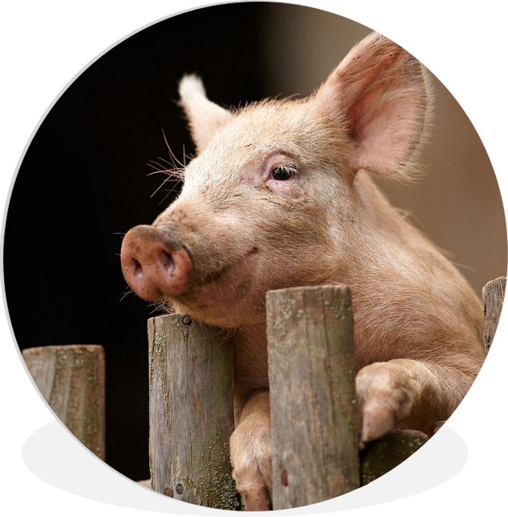 MuchoWow Rundes Wandbild - Runde Bilder Schwein - Tier - Zaun Ø 60 cm Kreis Wanddekoration Kunststoff - Wandkreis - Wandschmuck - Wand Kreis - D...