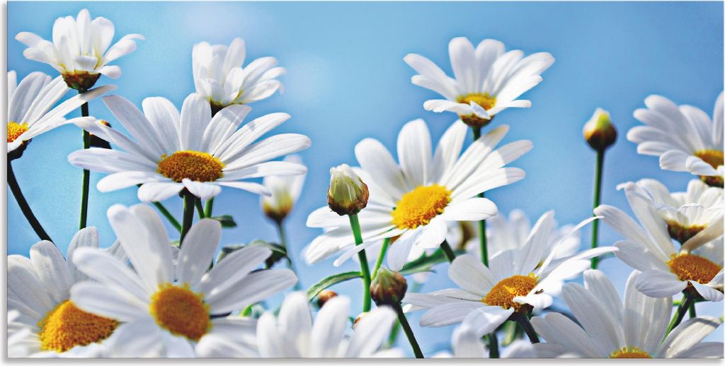 ARTland Wandbild Alu für Innen & Outdoor Blumen - Margeriten Größe: 40x20 cm