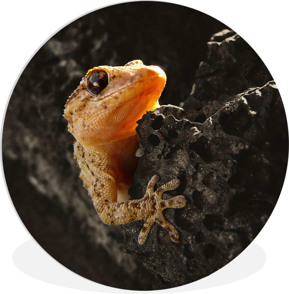 MuchoWow Rundes Wandbild - Runde Bilder Orangefarbener Gecko sitzt auf einem Felsen Ø 90 cm Kreis Wanddekoration Kunststoff - Wandkreis - Wandsc...