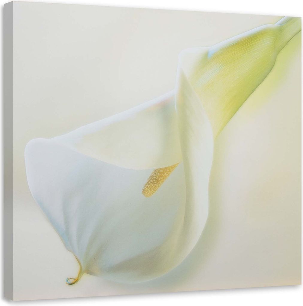 Leinwandbild weiße blume mit gelbem stempel 60x60 cm Feeby beige wandbild bereit zum aufhängen