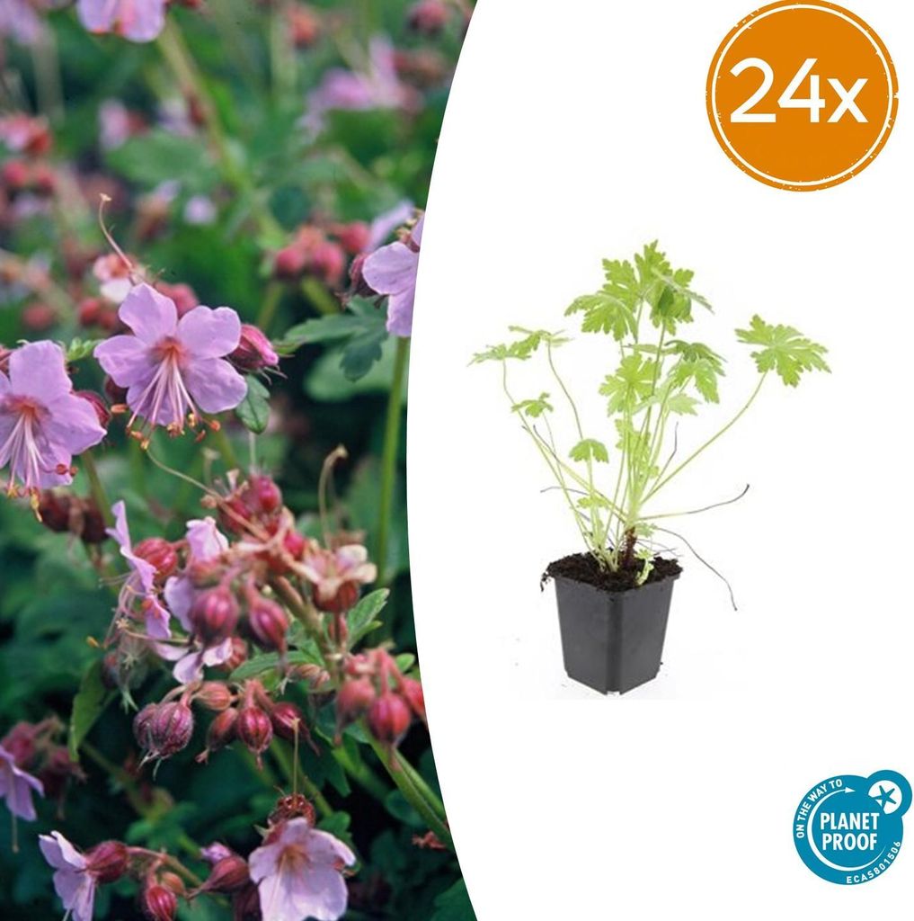 Geranium macrorrhizum – Bodendecker – 24 Pflanzen – Ø9cm – 10–25cm – Duftend & winterhart – Schnell wachsend – Für Schatten & ...