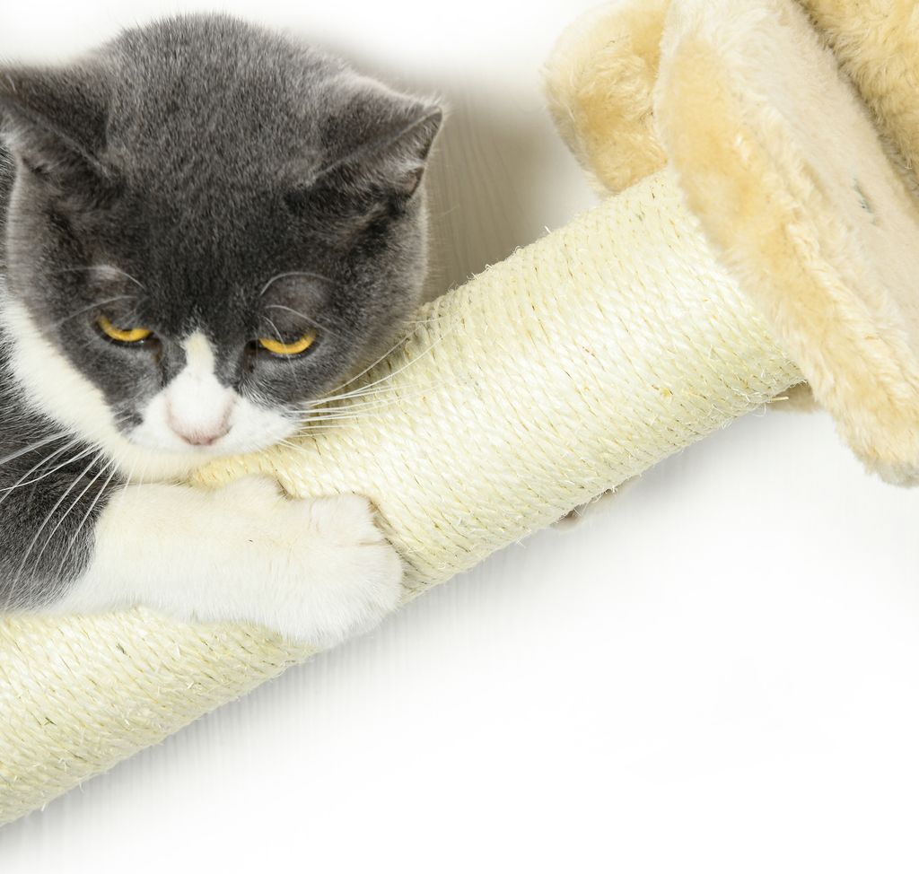 PawHut Katzen Kletterwand, 5-teiliges Katzentreppe mit 2 Produktbild 8