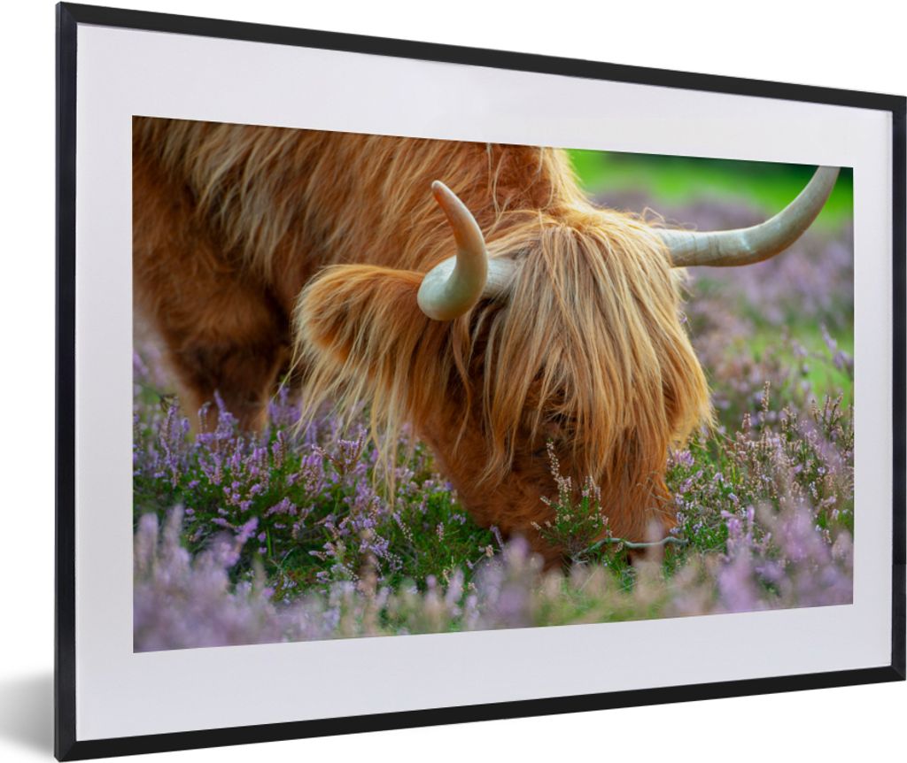 MuchoWow MuchoWow Gerahmtes Poster Schottisches Hochlandrind - Hörner - Heidekraut 60x40 cm - Poster mit zchwarzem Bilderrahmen - Schlafzimmer...